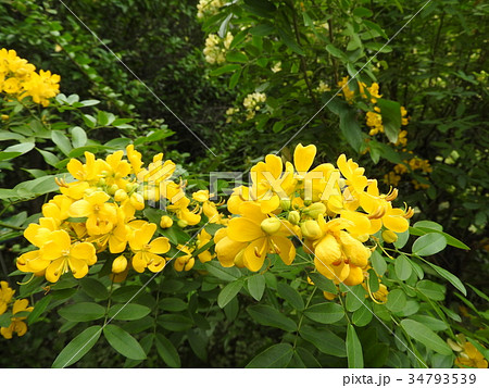 アンデスの乙女は鮮やかな黄色い花が咲き 見るだけで希望が湧き元気になる 花言葉も 輝かしい未来 で素の写真素材