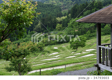 大山千枚田 34793603