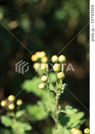 アワコガネギク アワコガネギク 34793666