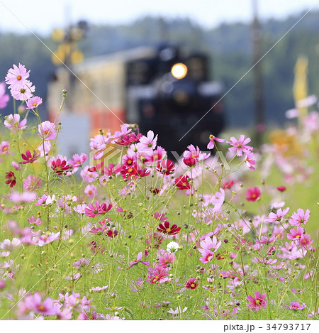 秋桜と小湊鉄道 34793717