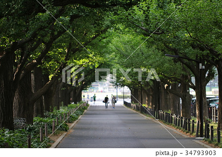 神宮外苑いちょう並木の散歩道（外苑前のイチョウ通り道） 34793903