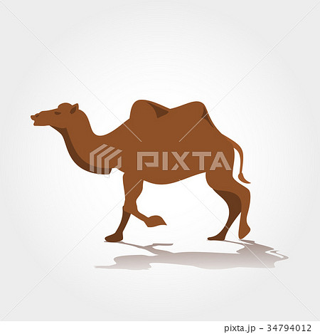 camel vector illustration camel vector illustration 34794012