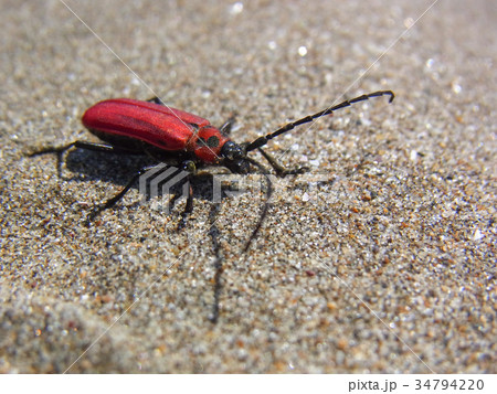 砂浜のベニカミキリ(カミキリムシ) 砂浜のベニカミキリ(カミキリムシ) 34794220