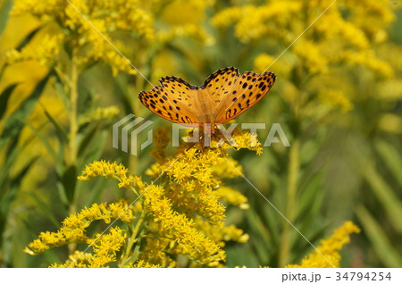 ツマグロヒョウモン 34794254
