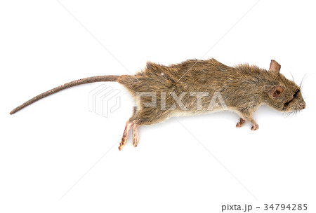 rat died with a mousetrap on isolate background rat died with a mousetrap on isolate background 34794285