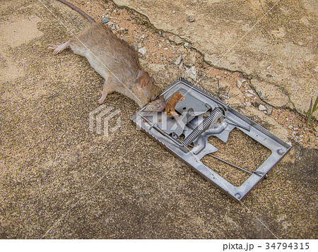 Steel mouse trap with rat on old concrete floor Steel mouse trap with rat on old concrete floor 34794315
