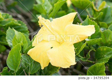 ハワイを代表する花/Hawaiian Flowers_1 34795204
