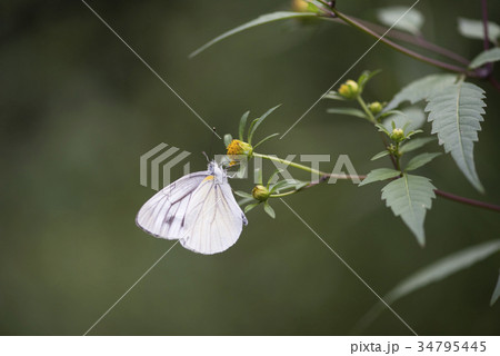 モンシロチョウ 34795445