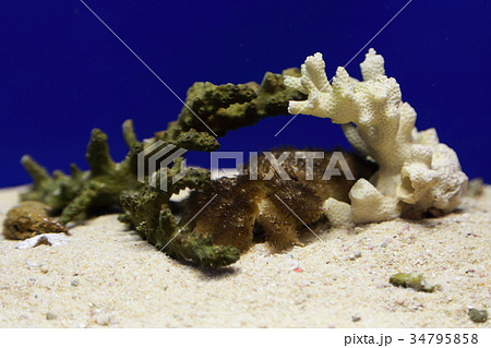 ケブカガニ 34795858