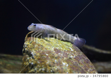 トウヨシノボリ 34795860