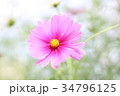 秋のコスモス 34796125