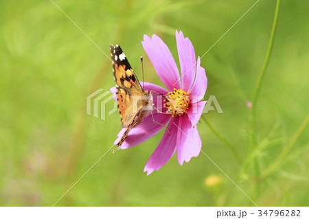 ヒメアカタテハと秋桜 ヒメアカタテハと秋桜 34796282