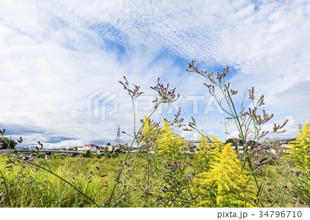 秋の野の花 34796710