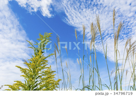 秋の野の花 34796719