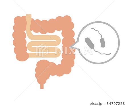 腸内の腸炎ビブリオ 腸内の腸炎ビブリオ 34797228