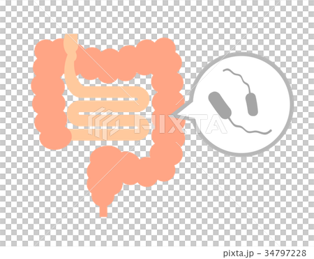 腸内の腸炎ビブリオ 腸内の腸炎ビブリオ 34797228