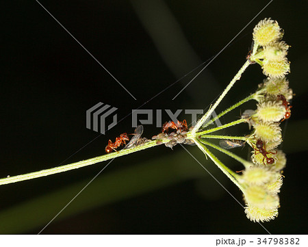 Red ants and aphids 34798382