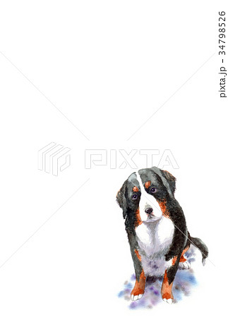 犬のハガキ素材バーニーズマウンテンドッグ タテ型のイラスト素材 34798526 Pixta