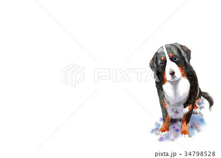 犬のハガキ素材バーニーズマウンテンドッグ ヨコ型のイラスト素材