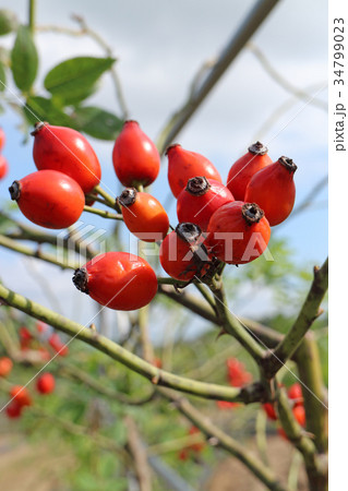 ローズヒップ 34799023