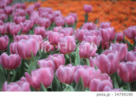 Beautiful tupil flowers Beautiful tupil flowers 34799190