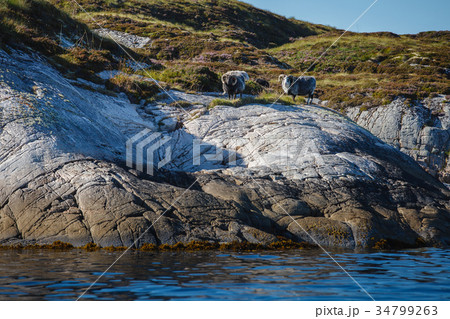 Beautiful view on island with rams Beautiful view on island with rams 34799263