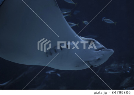 ホシエイ 34799306