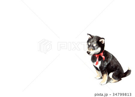 犬のハガキ素材黒柴犬ヨコ型のイラスト素材