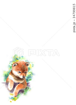 犬のハガキ素材柴犬タテ型のイラスト素材