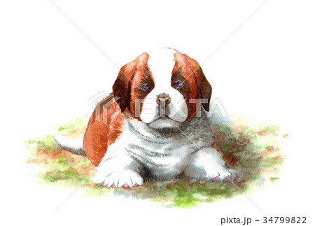 犬のハガキ素材セントバーナード子犬ヨコ型のイラスト素材