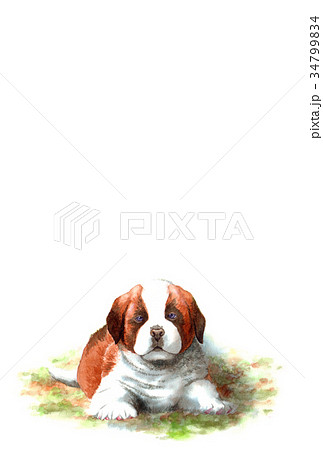 犬のハガキ素材セントバーナード子犬タテ型のイラスト素材