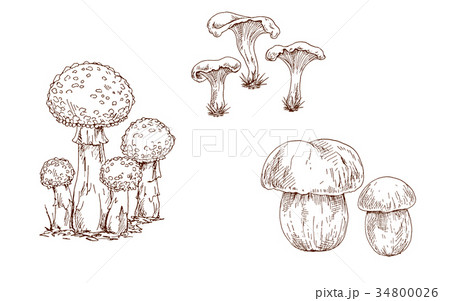 Mushrooms orange cap boletus, fly agaric  34800026