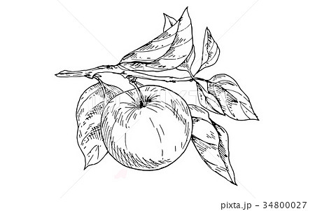 Contoured apple on a branch with leaves. Vector 34800027