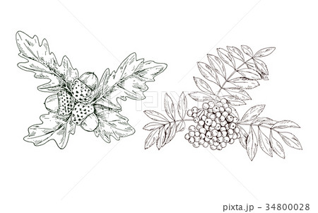 Hand-drawn contour rowan branch with red berries  34800028