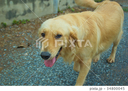 Young golden dog go for a walk in nature. 34800045