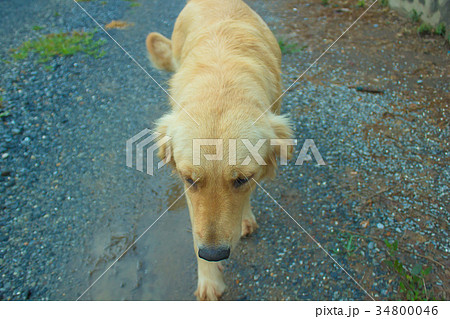 Young golden dog go for a walk in nature. 34800046