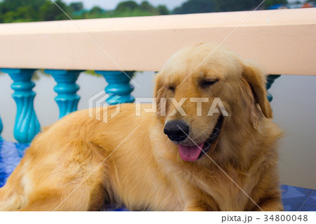 Young golden retriever dog relax on floor. Young golden retriever dog relax on floor. 34800048