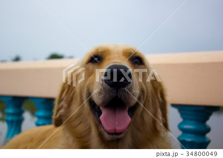 Young golden retriever dog relax on floor. 34800049