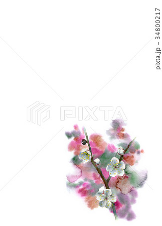 水彩で描いた花のハガキ素材白梅タテ型 水彩で描いた花のハガキ素材白梅タテ型 34800217