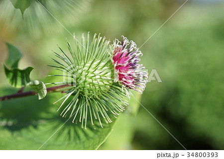 綺麗なごぼう 花 すべての美しい花の画像