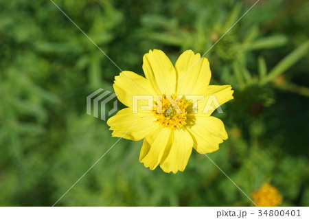 きばな秋桜 34800401