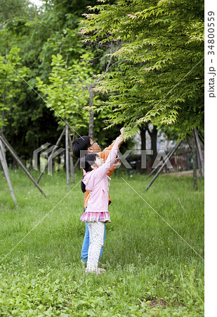 家族 ファミリー 京畿道 34800559