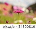 コスモス 34800810
