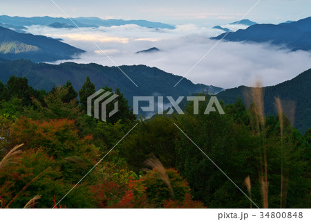 朝日に照らされた雲海　ススキとともに　　高野龍神スカイライン　和歌山県かつらぎ町 34800848