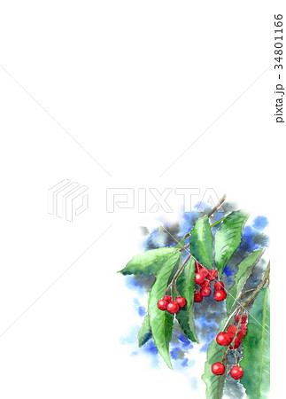 水彩で描いた植物のハガキ素材マンリョウ/タテ型 水彩で描いた植物のハガキ素材マンリョウ/タテ型 34801166