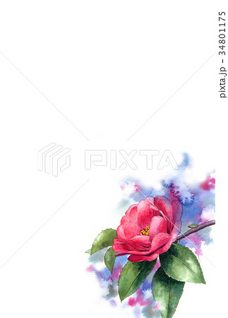 水彩で描いた花のハガキ素材サザンカ タテ型のイラスト素材