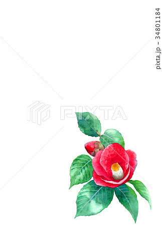 水彩で描いた花のハガキ素材椿タテ型 34801184
