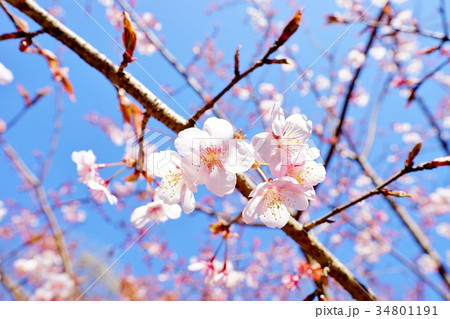 カンザクラ 34801191