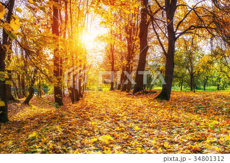 Sunny autumn in the park 34801312