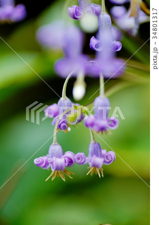 クサボタンの花 34801317